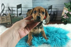 Nathan - Dachshund, Tweenie for sale