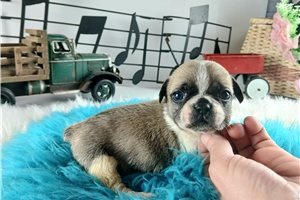 Manny - puppy for sale
