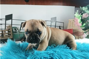 Mandela - French Bulldog for sale