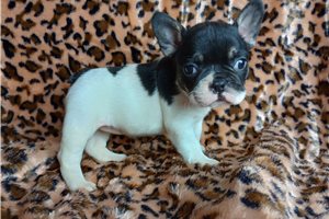 Latka - puppy for sale