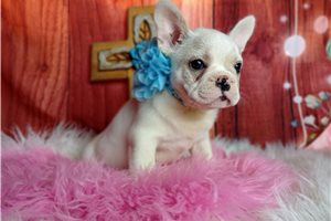 Armani - puppy for sale