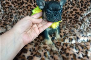 Larosa - puppy for sale