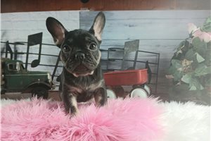Maggie - French Bulldog for sale