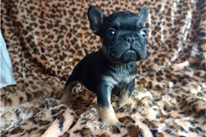 Legend - French Bulldog for sale