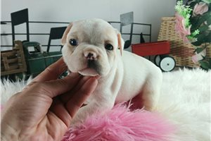 Maia - puppy for sale