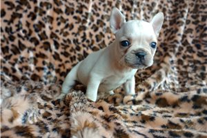 Arya - French Bulldog for sale
