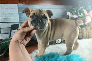 Mandela - French Bulldog for sale