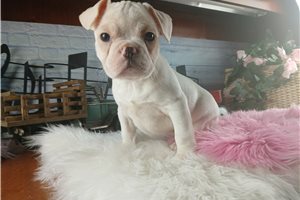 Maia - French Bulldog for sale