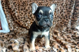 Aubrey - puppy for sale