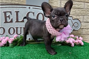 Amy - Frenchton for sale