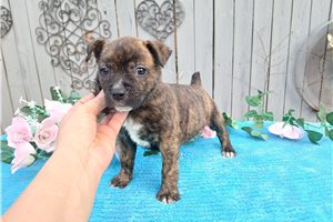 Christine - Mixed/Other for sale