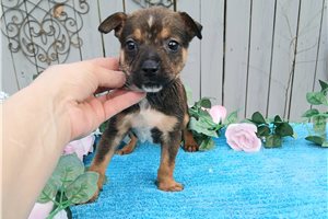 Claire - Mixed/Other for sale