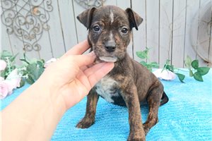 Cinny - Mixed/Other for sale