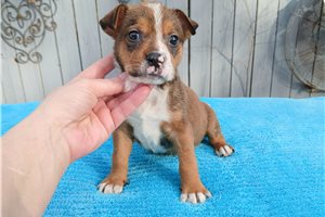 Cruz - Mixed/Other for sale