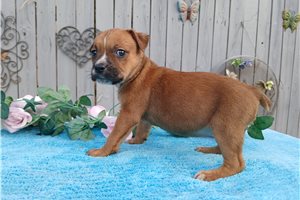 Clementine - Mixed/Other for sale