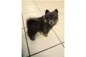 Denise - Pomeranian for sale