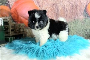 Silas - Pomeranian for sale
