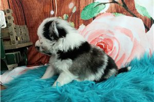 Scottie - Pomeranian for sale