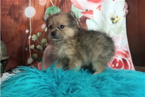 Shiloh - Pomeranian for sale