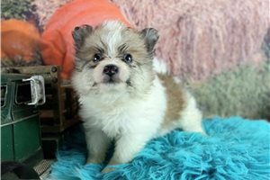 Silo - Pomeranian for sale