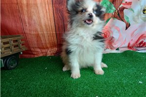 Pomeranian puppies for sale sales in san antonio tx