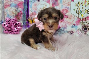Cara Mello - Yorkshire Terrier - Yorkie for sale