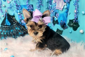 Onyx - Yorkshire Terrier - Yorkie for sale
