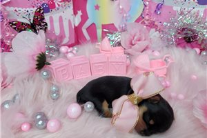 Kisses - puppy for sale