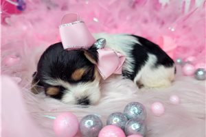 Baby - Yorkshire Terrier - Yorkie for sale