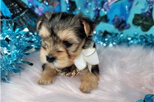 Emerald - Yorkshire Terrier - Yorkie for sale