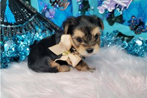 Jewel - Yorkshire Terrier - Yorkie for sale