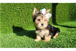 Emerald - Yorkshire Terrier - Yorkie for sale