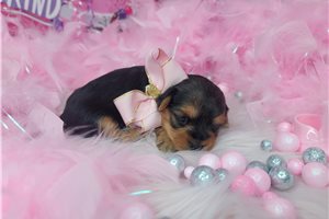 Barbie - puppy for sale