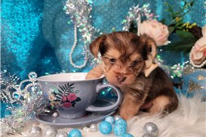 Yoshi - Yorkshire Terrier - Yorkie for sale