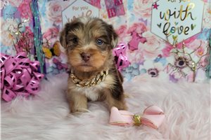 De licious - Yorkshire Terrier - Yorkie for sale