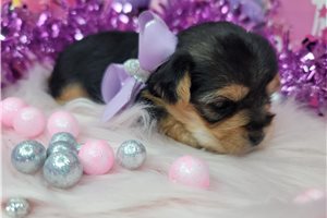 Dollie - Yorkshire Terrier - Yorkie for sale