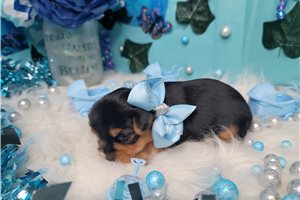 Angel - Yorkshire Terrier - Yorkie for sale