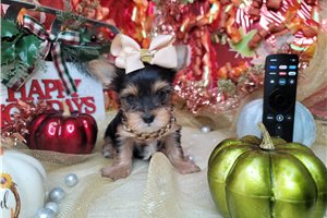 Angel - puppy for sale