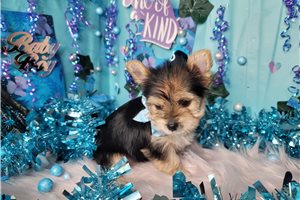 Sapphire - Yorkshire Terrier - Yorkie for sale