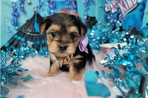 Onyx - Yorkshire Terrier - Yorkie for sale
