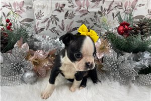 Gracie - Boston Terrier for sale