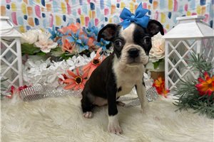 Anemone - Boston Terrier for sale