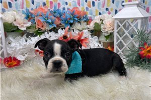 Staghorn - Boston Terrier for sale