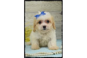 Lillian - Cavachon for sale