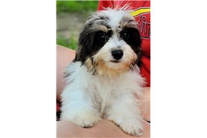 Buttons - Cavachon for sale