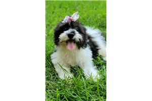 Tulip - Cavachon for sale