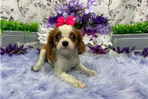 China - Cavalier King Charles Spaniel for sale