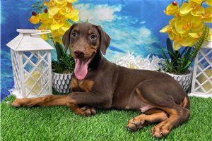 Colby - Doberman Pinscher for sale