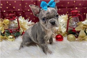 Lila - Frenchton for sale