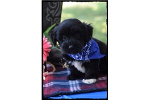 Happy - Havanese for sale